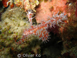 found this ornate ghost pipefish in a hole in hilutungan,... by Oliver Ko 